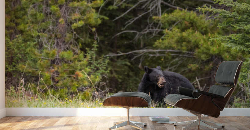 Black Bear Wall Murals