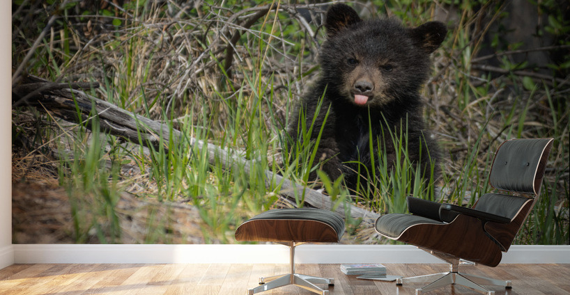 Black Bear Cub Wall Murals