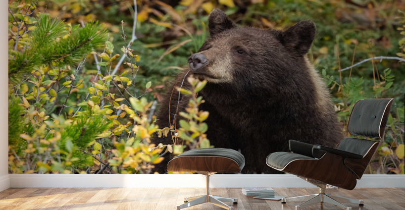 Black Bear Wall Murals