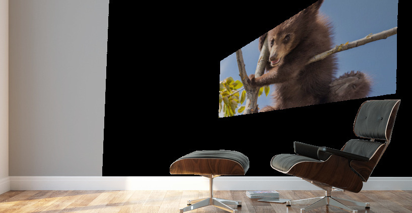 Black Bear Cub Wall Murals