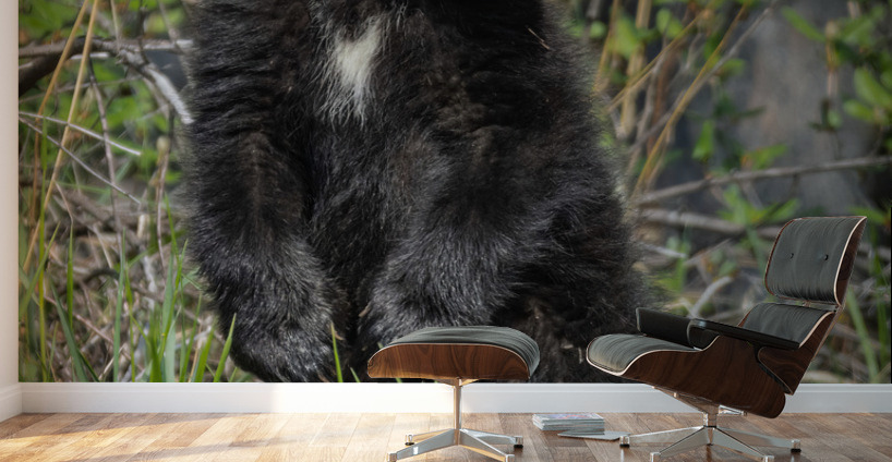 Black Bear Cub Wall Murals