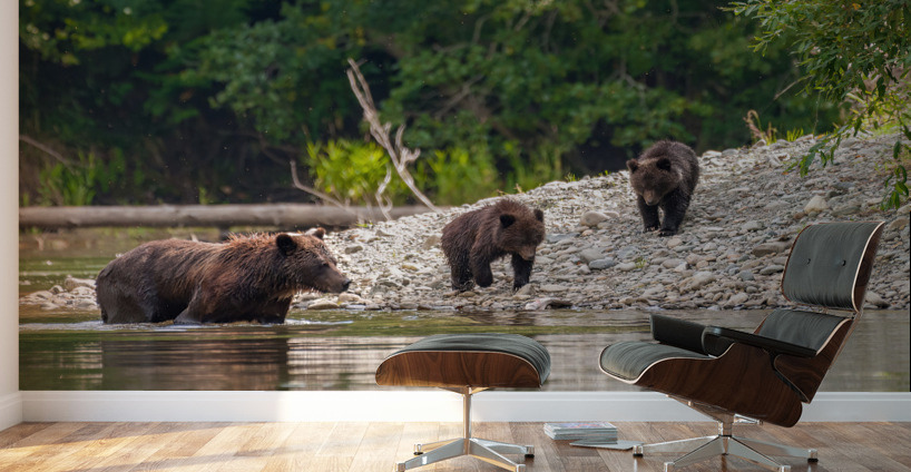 Grizzly Sow with Cubs Wall Murals