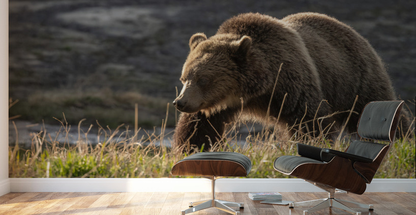 Grizzly Sow Wall Murals