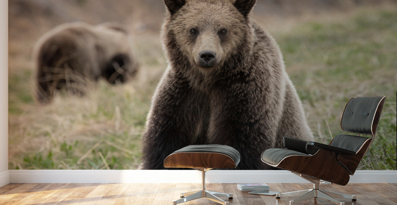 Grizzly Siblings Wall Murals