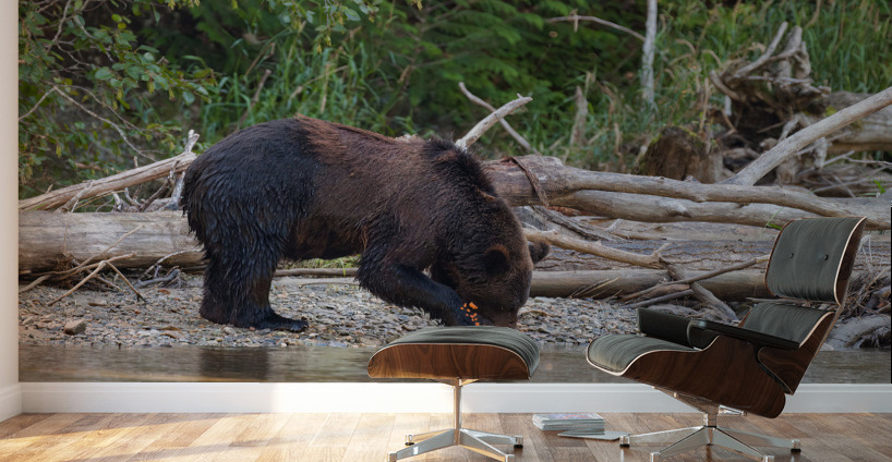 Grizzly Sow Wall Murals