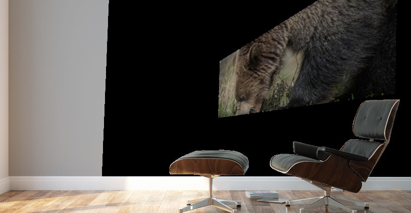 Grizzly Boar Wall Murals