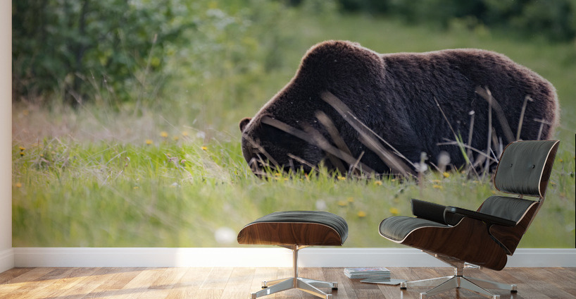 Grizzly Boar Wall Murals