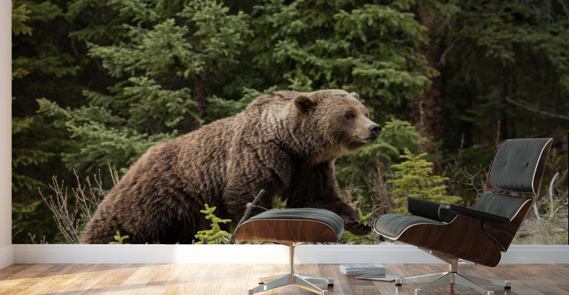 Grizzly Boar Wall Murals