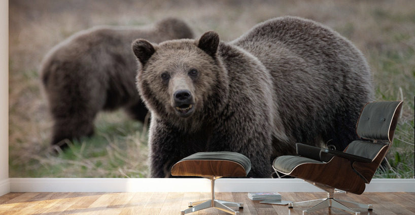 Grizzly Siblings Wall Murals