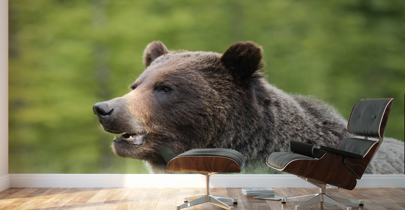 Grizzly Boar Wall Murals