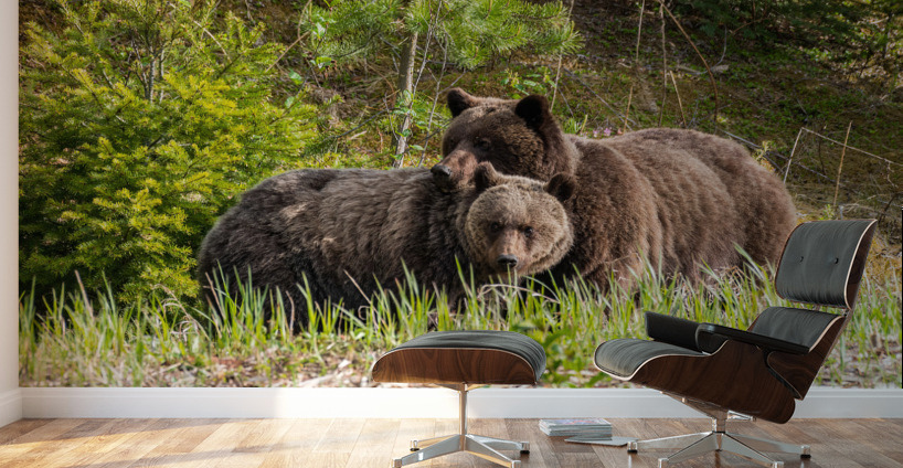 Grizzly Sow with Cub Wall Murals