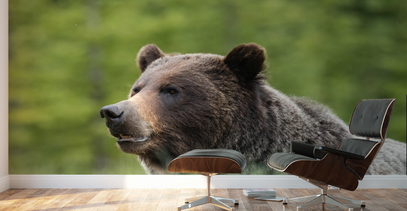 Grizzly Boar Wall Murals