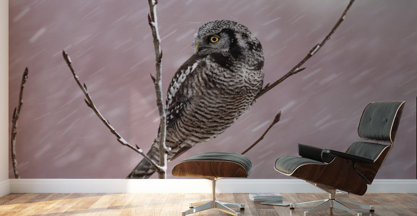 Northern Hawk Owl Wall Murals