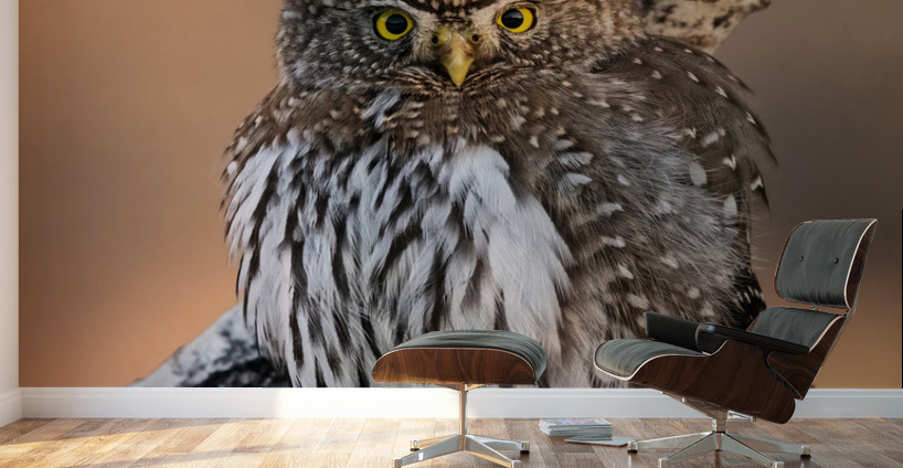 Northern Pygmy Owl Wall Murals
