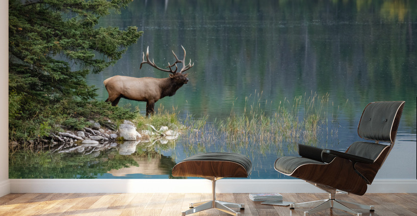 Bull Elk Wall Murals