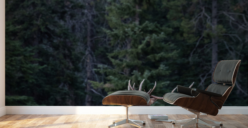 Bull Elk Wall Murals