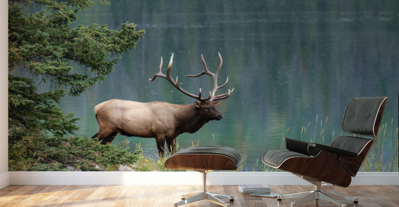 Bull Elk Wall Murals