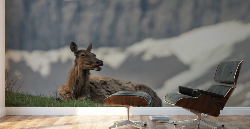 Cow Elk Wall Murals
