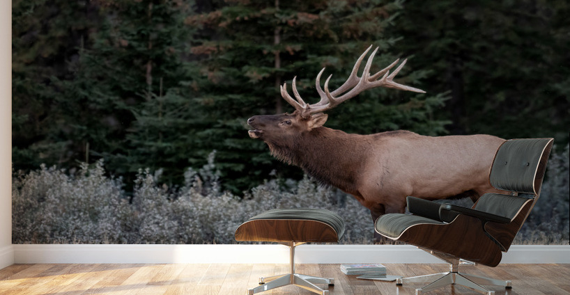 Bull Elk Wall Murals