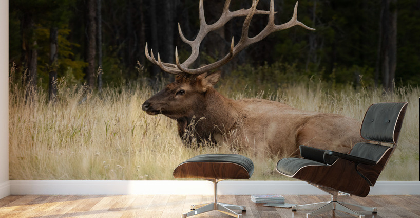 Bull Elk Wall Murals