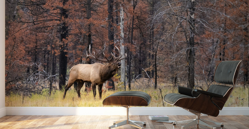 Bull Elk Wall Murals