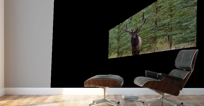 Bull Elk Wall Murals