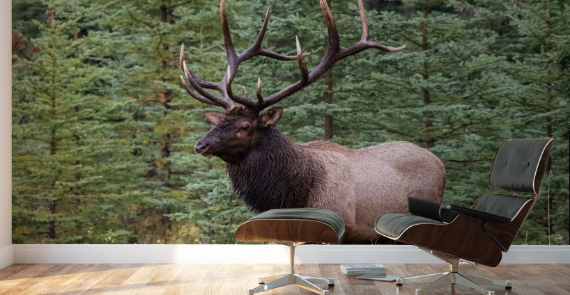 Bull Elk Wall Murals