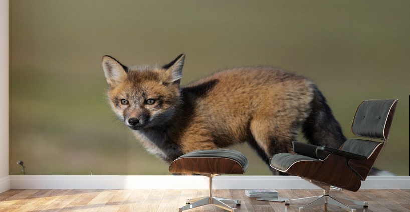 Red Fox Kit Wall Murals