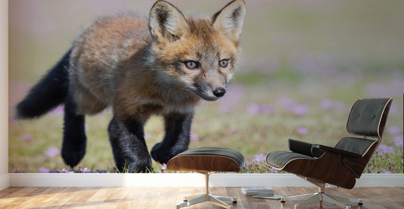 Red Fox Kit Wall Murals