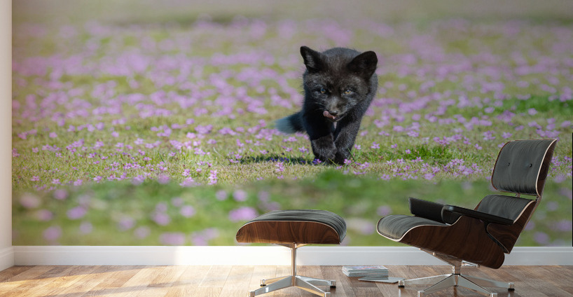 Red Fox Kit Wall Murals