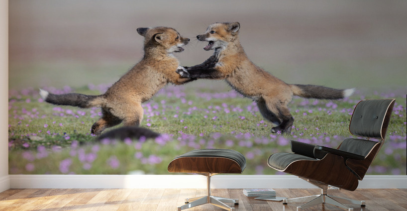 Red Fox Kits Wall Murals