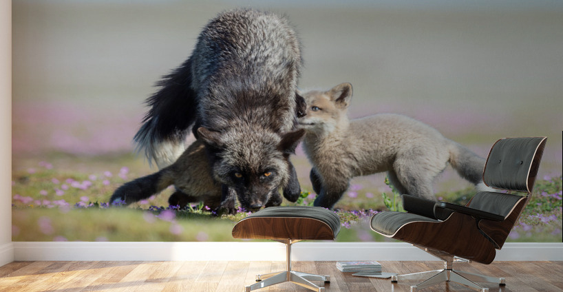 Red Fox with Kits Wall Murals