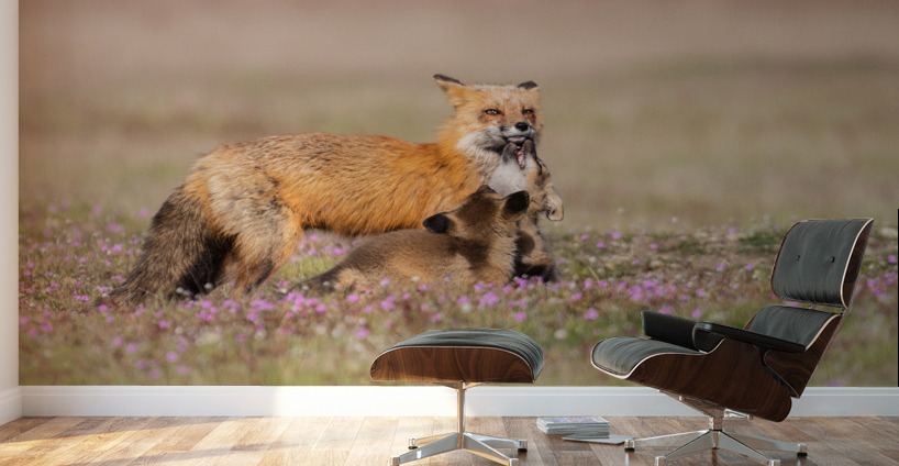Red Fox with Kits Wall Murals