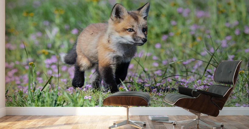 Red Fox Kit Wall Murals