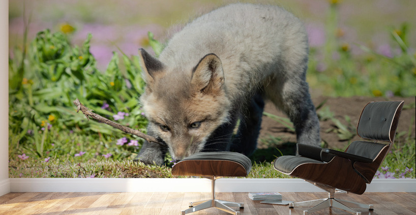 Red Fox Kit Wall Murals