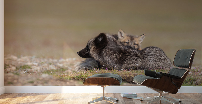 Red Fox with Kit Wall Murals