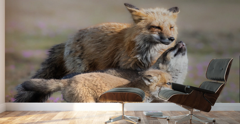 Red Fox with Kits Wall Murals