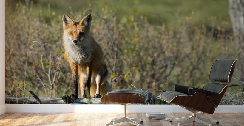 Red Fox Wall Murals