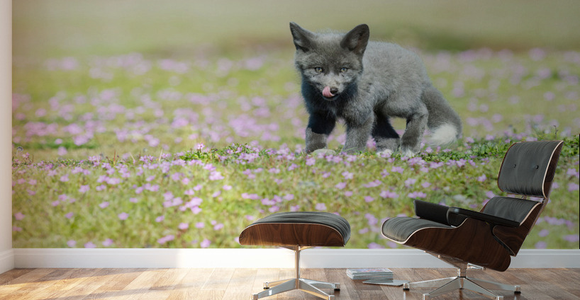 Red Fox Kit Wall Murals