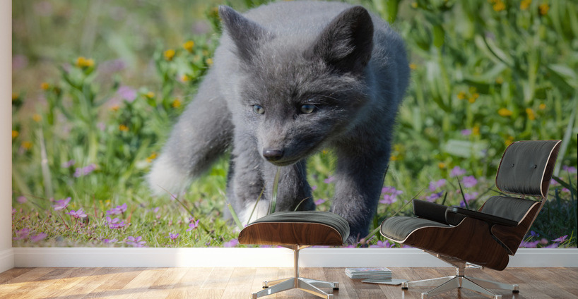 Red Fox Kit Wall Murals
