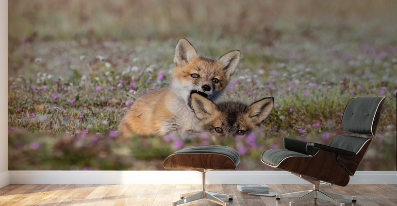 Red Fox Kits Wall Murals