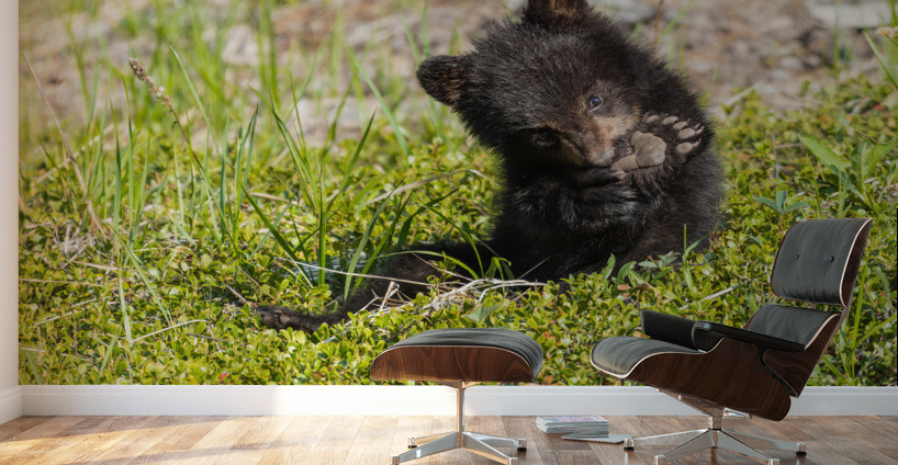 Black Bear Cub Wall Murals