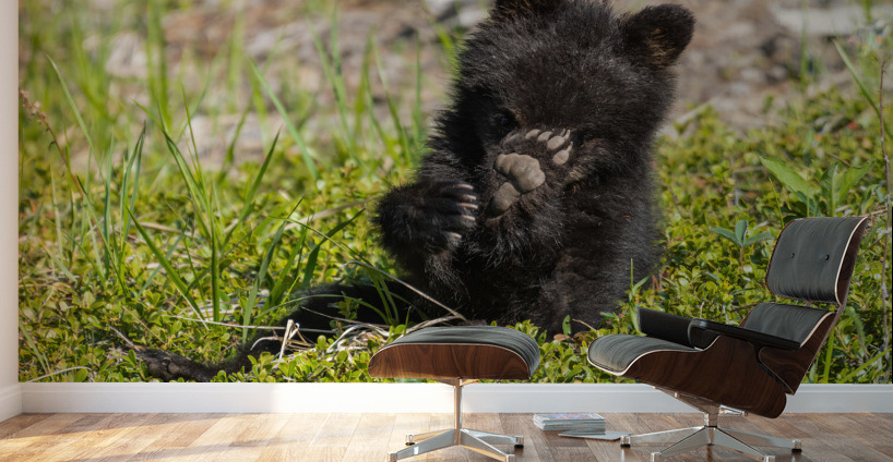 Black Bear Cub Wall Murals