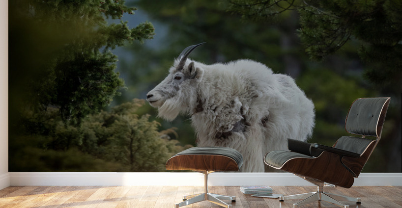 Mountain Goat Wall Murals