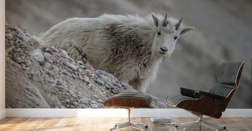 Mountain Goat Kid Wall Murals