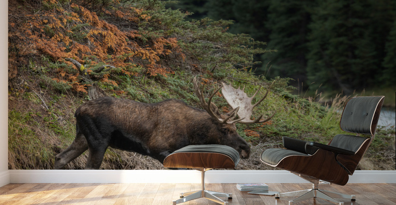 Bull Moose Wall Murals