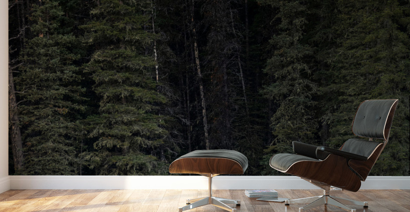 Bull Moose Wall Murals