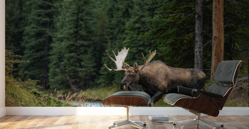 Bull Moose Wall Murals