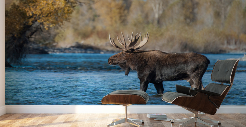 Bull Moose Wall Murals