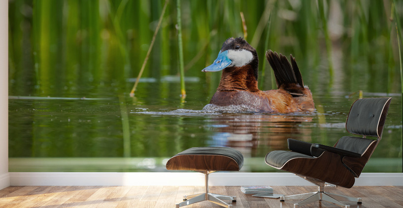 Male Ruddy Duck Wall Murals